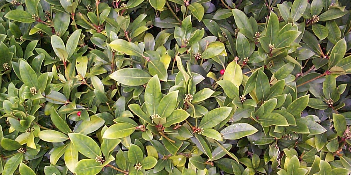 The Star Entertainment Group ASX:SGR Stock Price & Overview