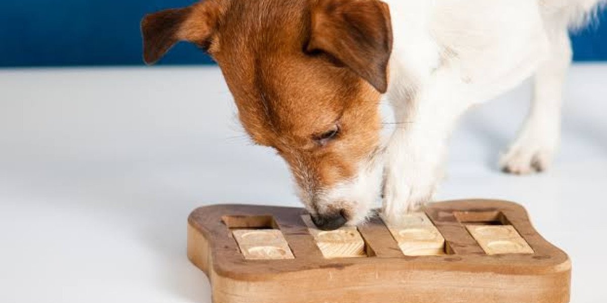 How Environmental Enrichment and Nutrition Work Together for Pet Wellness