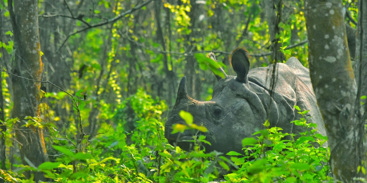 Magical Nepal Tour 2026: Explore Mountains, Temples, and Wildlife