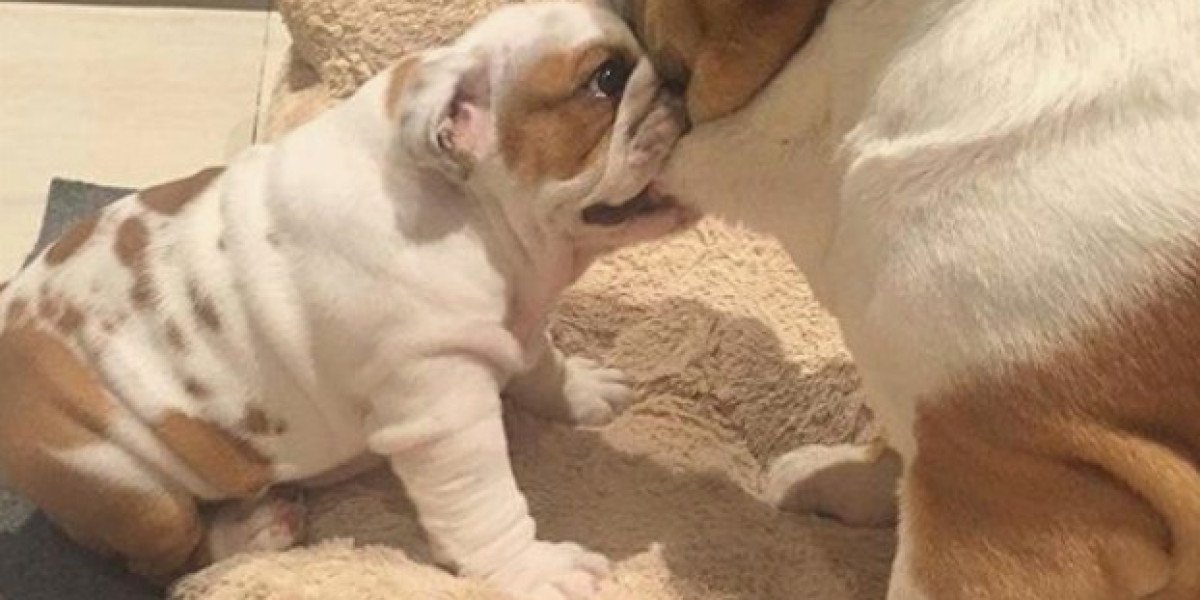 Bulldog Mom: The Loving Lifestyle of Being a Bulldog Parent
