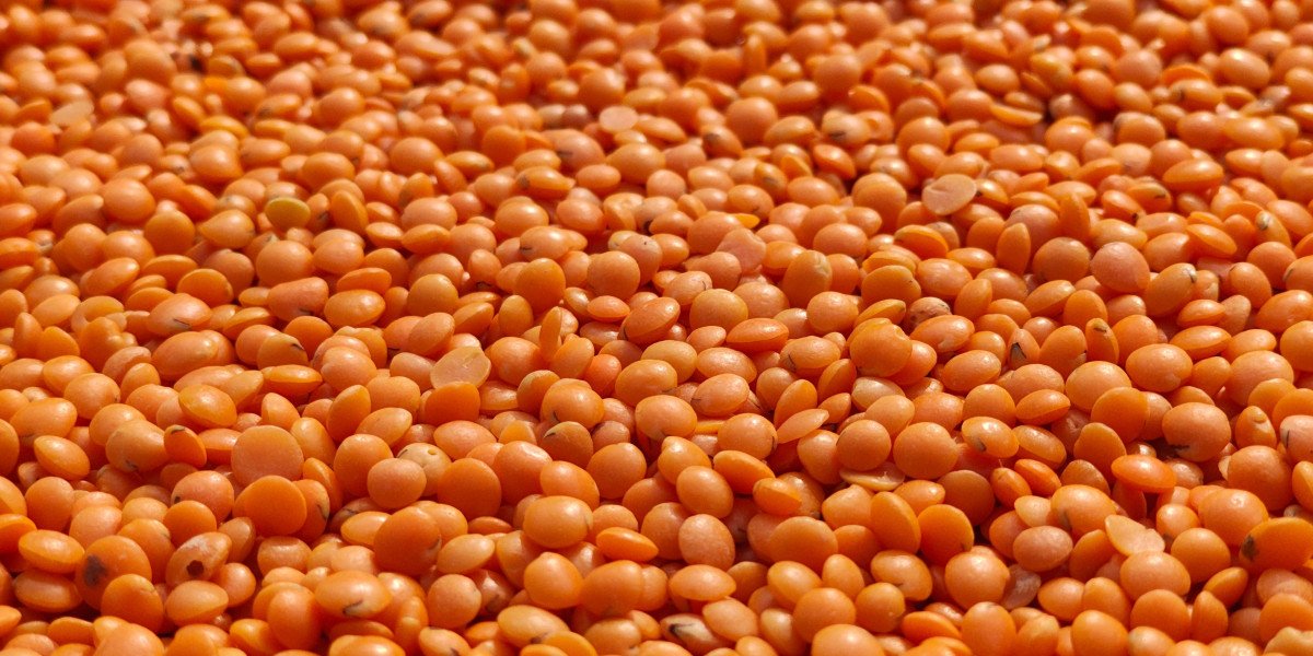 Lentil Protein Market | Segments, Size and Demand, Dynamics