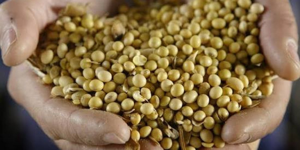 The Rise of Genetically Modified Crops: Innovation in Modern Agriculture